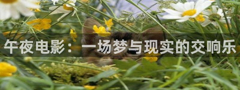 影院星空