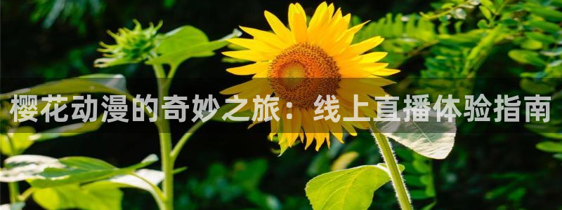 可可影视怎么免费看电影