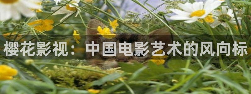 星空视频影视大全免费观看在线